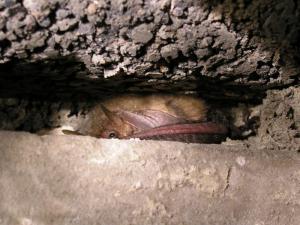 Fledermaus in Mauerspalte
