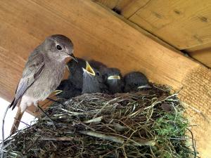 Hausrotschwanz bei der Fütterung der Jungtiere