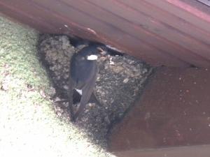Mehlslchwalbe am Nest