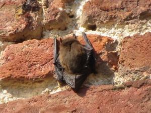 Zwergfledermaus an Hauswand